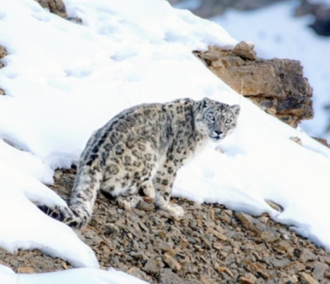 Snow Leopard Day 2024 |Know About These Majestic Creatures